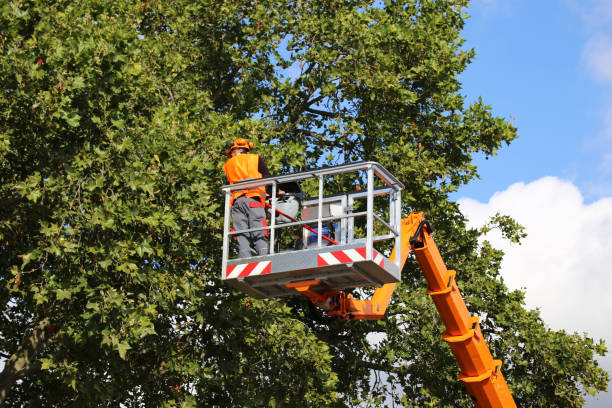 Best Tree Pruning Services  in Woodbranch, TX